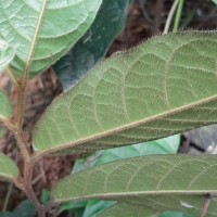 Uvaria sphenocarpa Hook.f. & Thomson